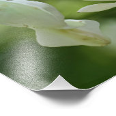 Witte bloeding Harten Bloemen Foto Afdruk (Hoek)