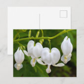 Witte bloedingen Hartbloem Briefkaart (Voorkant / Achterkant)