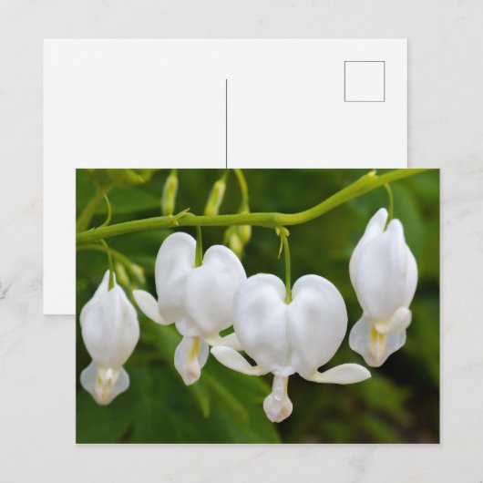 Witte bloedingen Hartbloem Briefkaart (Voorkant / Achterkant)