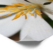 Witte Bloedroot Flower Close Up Mirror Abstract Poster (Hoek)