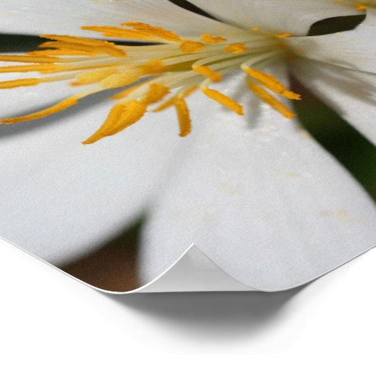 Witte Bloedroot Flower Close Up Mirror Abstract Poster (Hoek)