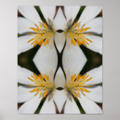 Witte Bloedroot Flower Close Up Mirror Abstract Poster (Voorkant)