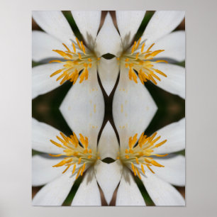Witte Bloedroot Flower Close Up Mirror Abstract Poster