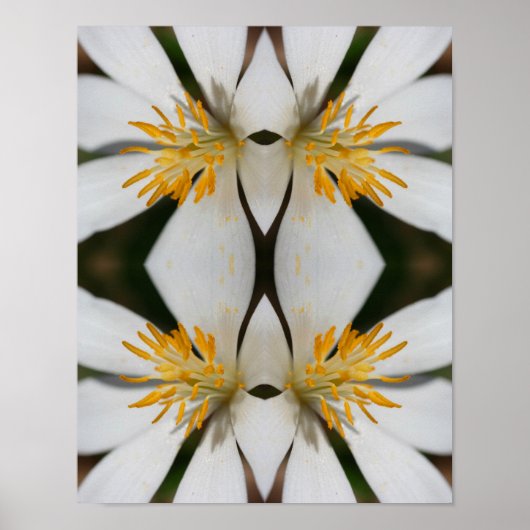 Witte Bloedroot Flower Close Up Mirror Abstract Poster (Voorkant)