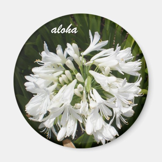 Witte bloei aloha magneet (Voorkant)