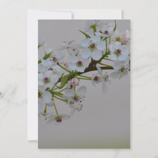 Witte bloeiende boom bruiloft kaart (Achterkant)