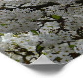 Witte bloeiende boom poster (Hoek)
