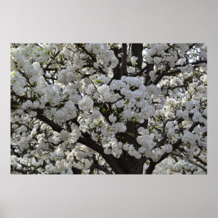 Witte bloeiende boombloemen poster