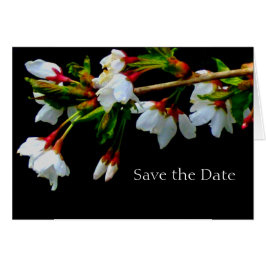 Witte bloeiende kersenboom, bloesems foto