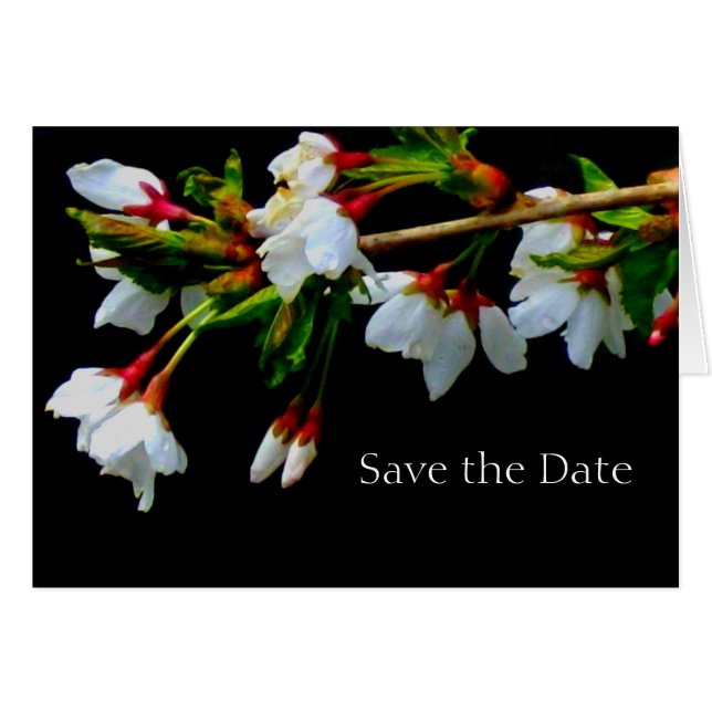 Witte bloeiende kersenboom, bloesems foto (Voorkant Horizontaal)