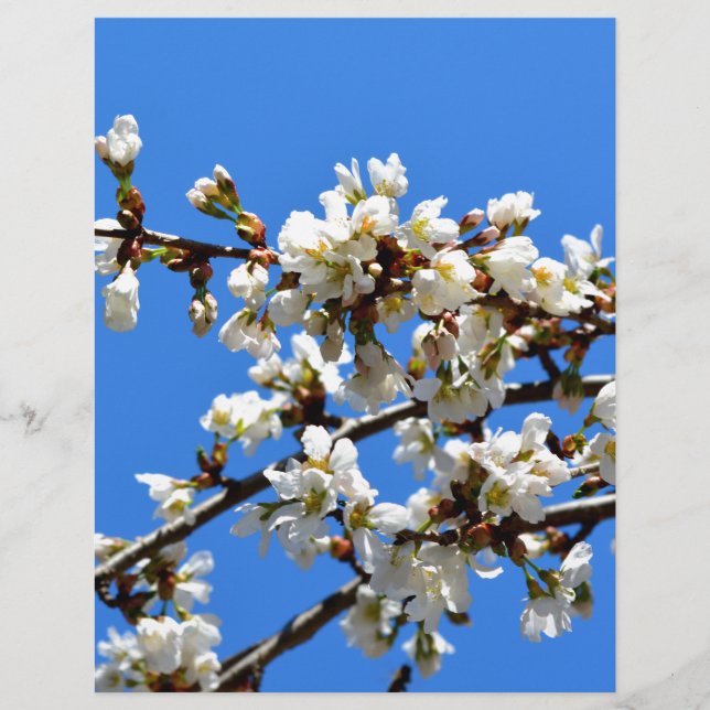 Witte bloeiende lenteboom witte bloesem (Voorkant)