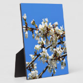 Witte bloeiende lenteboom witte bloesem fotoplaat (Zijkant)