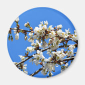 Witte bloeiende lenteboom witte bloesem magneet (Voorkant)