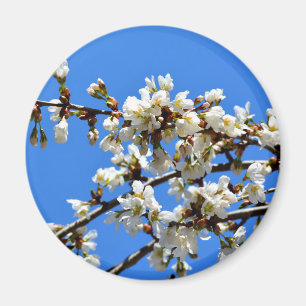 Witte bloeiende lenteboom witte bloesem magneet