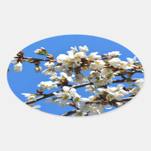 Witte bloeiende lenteboom witte bloesem ovale sticker