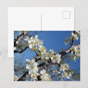 Witte bloeiende pruimenboomtak in de lente briefkaart