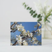 Witte bloeiende pruimenboomtak in het voorjaar briefkaart (Staand voorkant)