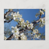 Witte bloeiende pruimenboomtak in het voorjaar briefkaart (Voorkant)