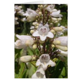 Witte Bloem