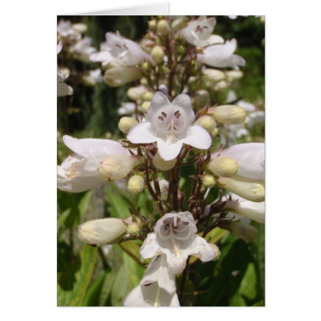 Witte Bloem (Voorkant)