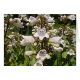 Witte Bloem