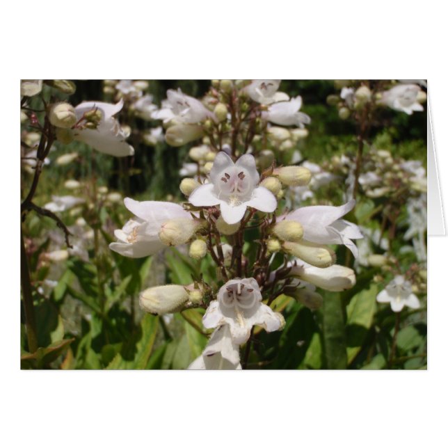 Witte Bloem (Voorkant Horizontaal)