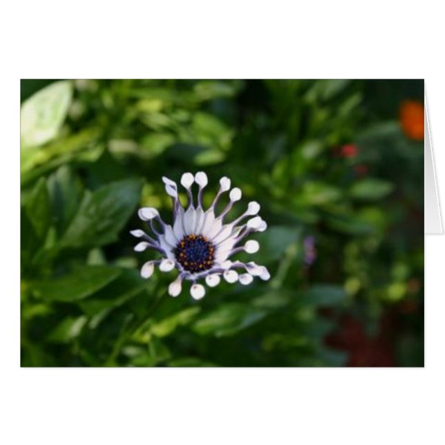 witte bloem (Voorkant Horizontaal)