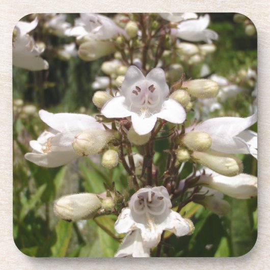 Witte Bloem Bier Onderzetter (Voorkant)