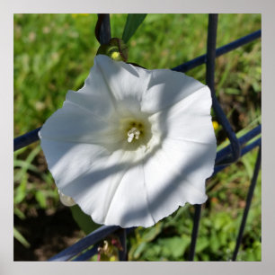witte bloem breekt door poster