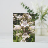 Witte Bloem Briefkaart (Staand voorkant)