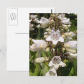 Witte Bloem Briefkaart (Voorkant / Achterkant)
