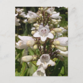 Witte Bloem Briefkaart