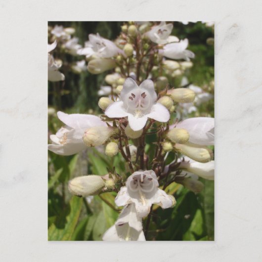 Witte Bloem Briefkaart (Voorkant)