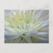 Witte bloem briefkaart (Voorkant)