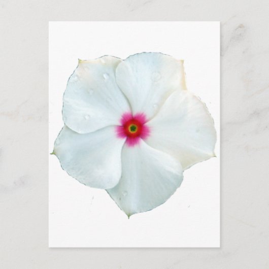 witte bloem briefkaart (Voorkant)