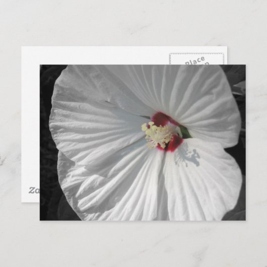 witte bloem briefkaart (Voorkant / Achterkant)