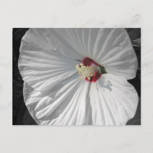 witte bloem briefkaart (Voorkant)