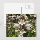 Witte Bloem Briefkaart (Voorkant / Achterkant)