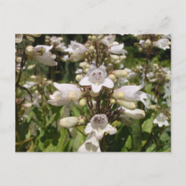 Witte Bloem Briefkaart