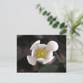 Witte Bloem Briefkaart (Staand voorkant)