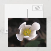 Witte Bloem Briefkaart (Voorkant / Achterkant)