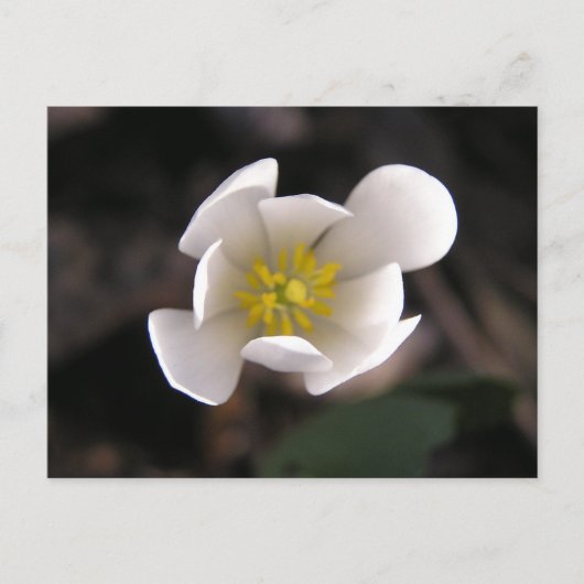 Witte Bloem Briefkaart (Voorkant)