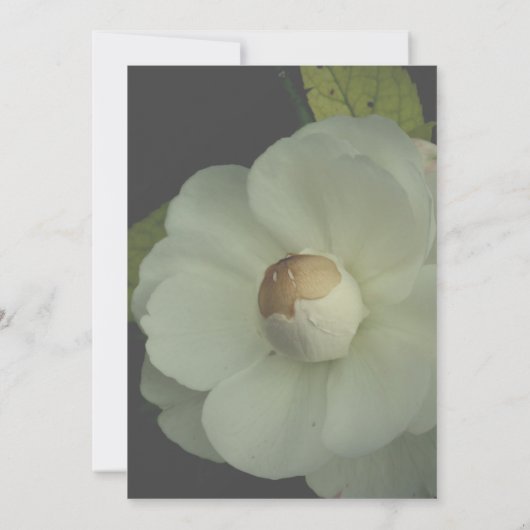 witte bloem foto bruiloft uitnodiging (Achterkant)