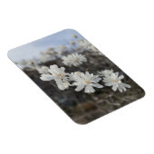 Witte bloem foto magneet (Rechterzijde)