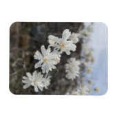 Witte bloem foto magneet (Horizontaal)