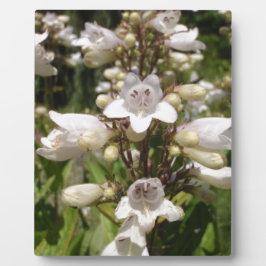 Witte Bloem Fotoplaat