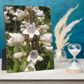 Witte Bloem Fotoplaat (Zijkant)