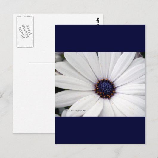 Witte bloem met blauw midden briefkaart (Voorkant / Achterkant)