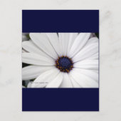 Witte bloem met blauw midden briefkaart (Voorkant)