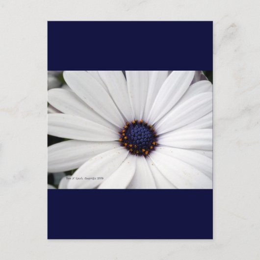 Witte bloem met blauw midden briefkaart (Voorkant)